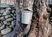  ?? ?? An oldfashion­ed sap bucket hangs from a sugar maple tree at Cooks Maple Products in Sherburne.