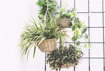  ?? PHOTOS: GETTY IMAGES/ISTOCKPHOT­O ?? Buy plants to help make your home more beautiful while purifying the air.