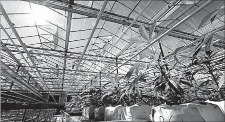  ?? TED S. WARREN/AP ?? Pot plants are shown growing Sept. 25 in a massive tomato greenhouse being renovated to grow pot in Delta, British Columbia.