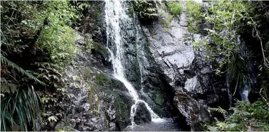  ??  ?? Above right: Four members on the heavily forested track. Above middle: One of the many waterfalls.