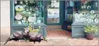  ?? Contribute­d photos ?? Wild turkeys “Margaret” and “Gus” have made downtown Branford their home.