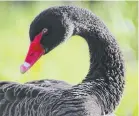  ??  ?? A beautiful black swan by @flowerquee­n123456