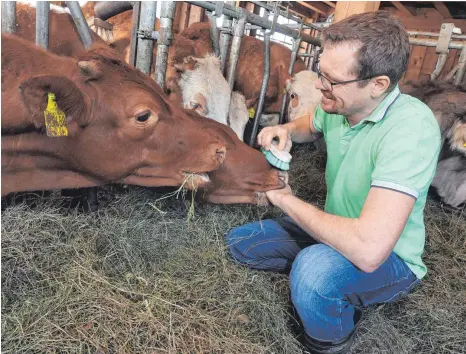  ?? FOTO: KARL-JOSEF HILDENBRAN­D/DPA ?? Sebastian Uhlemair beim Striegeln von Jungvieh in seinem Stall: Auf dem Bauernhof werden 15 Ochsen und ein weibliches Jungtier ökologisch gehalten. Die Rinder stammen von Höfen im Allgäu, für die die Aufzucht zu teuer war.