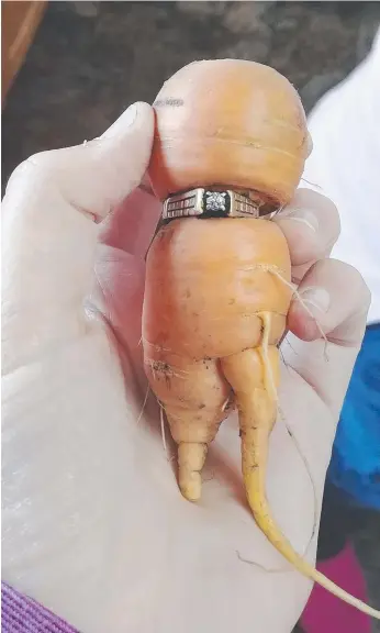  ?? Picture: AP ?? Mary Grams, 84, holds the amazing carrot that grew through her engagement ring.