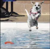  ??  ?? Mini jumps into the water to recover her flying disc during the annual Dog Daze of Summer event.