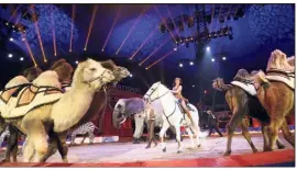  ??  ?? Le couple Richter et ses animaux ont été les grandes stars de la soirée de gala.