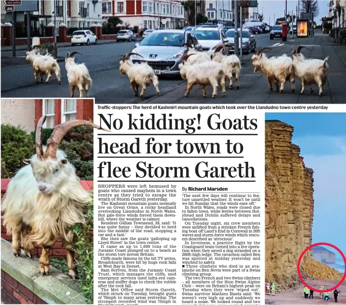  ??  ?? Just visiting: One of the Great Orme goats Traffic-stoppers: The herd of Kashmiri mountain goats which took over the Llandudno town centre yesterday Rock fall: The famous cliffs at West Bay