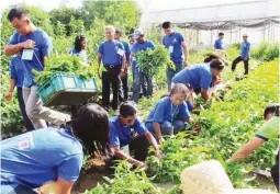  ??  ?? FRUITS OF LABOR - Trainees in KSK Laoag harvesting their crops.