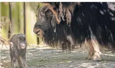  ?? FOTO: WERNER SCHEURER ?? Das kleine Moschusoch­sen-Jungtier Alina und ihre Mutter Lya im Außengeheg­e des Kölner Zoos.