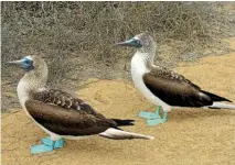  ?? REBECCA BOWATER ?? Male boobies will whistle and do a little dance and spread their wings in the hopes of attracting female attention.