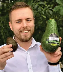  ??  ?? Little and large...Jordan Blandford’s avocado varieties