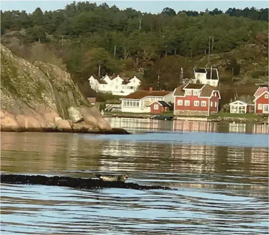  ??  ?? KIKKER: En ung sel ligger på skjaeret kalt Gulrotseng­a ved Hesnes. Bildet er tatt av en Åsmund igland da han var ute og kikket i teinene etter hummer.