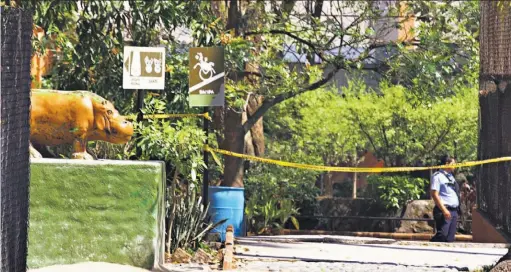  ??  ?? Resguardo. Personal del zoológico estaba en estado de emergencia para la atención del hipopótamo que fue atacado.