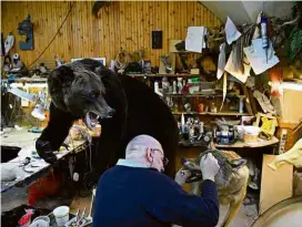  ??  ?? Taxidermis­ta trabalha em espécimes empalhados no museu natural russo