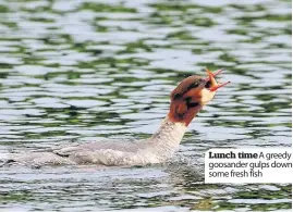  ??  ?? Lunch time A greedy goosander gulps down some fresh fish