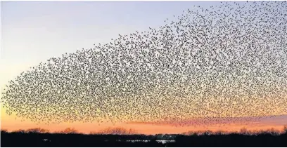  ?? Picture courtesy of RSPB ?? A mumuration of starlings