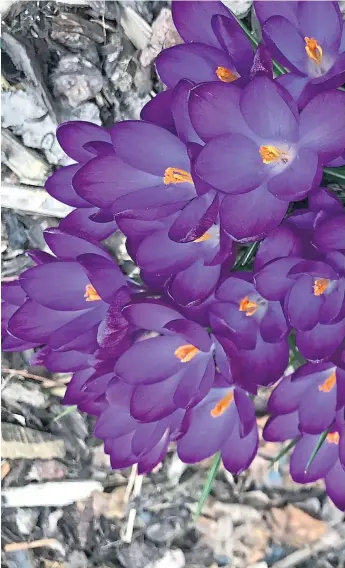  ??  ?? Crocusses provide a very welcome splash of colour, and this purple variety is particular­ly vivid, while quince, right, add a delicate beauty to any garden