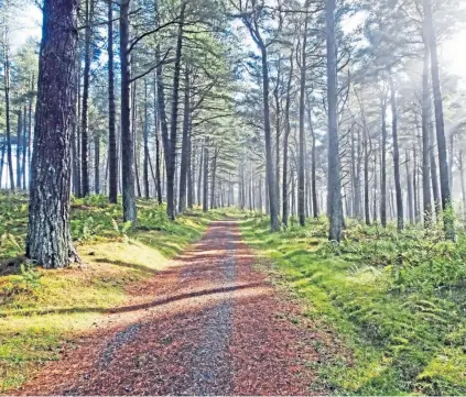  ??  ?? “The paths in Tentsmuir forest were very good considerin­g the torrential rain we’ve been having recently,” says Eric Niven of Dundee who sent in the photograph.