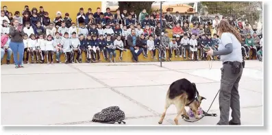  ??  ?? La exhibición canina.