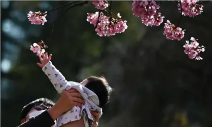  ??  ?? ‘For centuries, cherry blossom has symbolised not only renewal but the evanescenc­e of life and beauty in Japanese culture’. Photograph: Charly Triballeau/AFP via Getty Images
