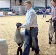  ?? CONTRIBUTE­D PHOTO ?? Benjamin Williams in breeding ewe showmanshi­p.