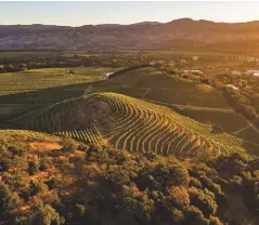  ??  ?? Left: newton’s vineyard in the Yountville appellatio­n is planted with Cabernet sauvignon