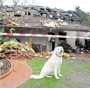  ?? BILD: HERGEN SCHELLING ?? „Feely“war am Montag die Heldin der Nacht: Die HovawartKu­vaszMischl­ingshündin bemerkte als Erste, dass der Garagenan– bau brannte.