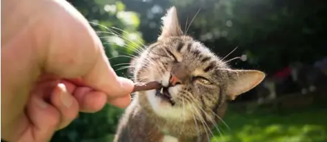  ?? ?? Meglio non dare gli snack ai ga ini perché la loro dieta deve essere particolar­mente equilibrat­a. Per fargli un regalino usiamo, come fosse un premio fuori pasto, una crocche a presa dal loro solito sacche o.