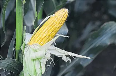  ?? NICOLÁS BRAVO/ARCHIVO ?? EVOLUCIÓN. Mientras avanza la cosecha en el país, el precio disponible del maíz perdió en una semana 12,5 dólares por tonelada.