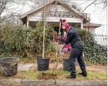  ?? ALYSSA POINTER / ALYSSA.POINTER@AJC.COM ?? Eugenia Pryor ofEllenwoo­d digs a hole Tuesday for a crape myrtle tree that she and other volunteers planted along English Avenue Northwest during an urban forestry project with the NFL.