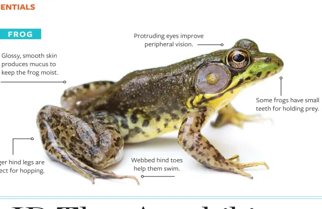  ??  ?? Glossy, smooth skin produces mucus to keep the frog moist.
Longer hind legs are perfect for hopping.
Protruding eyes improve peripheral vision.
Webbed hind toes help them swim.
Some frogs have small teeth for holding prey.