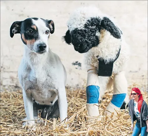  ?? Pictures: Andrew Cawley ?? Little Gia the lamb in her stookies with her friend, Ivy the dog. They both live on Arnbeg Farmstay with owner Ali Thom, below, who carries Gia in the harness made from on old Ikea bag and a bit of carpet