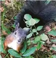  ?? Foto: Andrea Fritz ?? Ein Bewohner des Eichhörnch­enwaldes in Fischen im Allgäu.