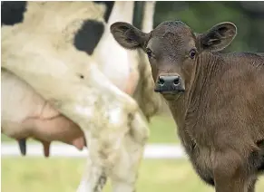  ?? STUFF ?? While the Government is going to continue to allow farmers open entry to supply Fonterra, it is also going to allow the dairy giant to refuse milk from ‘‘dirty’’ farmers. (file photo)