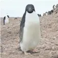  ?? JASMINE LEE, AUSTRALIAN ANTARCTIC DIVISION ?? Penguin colonies live within 200 miles of the shrinking Larsen C ice shelf.