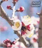  ??  ?? Apricot blossom