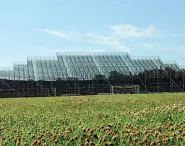  ?? (foto Barlera) ?? Martelli Fiori e piante sul campo dello stadio