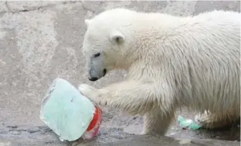  ?? STEVE RUSSELL/TORONTO STAR ?? Humphrey plays with his birthday cake, ice topped with fish and meatballs, at the Toronto Zoo last fall.