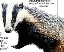  ??  ?? DELAYS: Breeding season for badgers was to blame