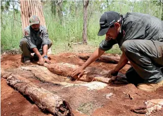  ?? PARKS AUSTRALIA ?? Ranger Fred Hunter uses paperbark to cook buffalo shoulder in a traditiona­l undergroun­d oven.