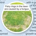  ??  ?? Fairy rings in the lawn are caused by a fungus