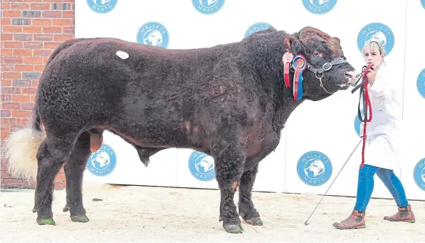  ??  ?? Harestone Lamborghin­i was sold by R&amp;N Barclay from Insch, Aberdeensh­ire, for 9000gns