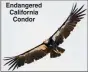  ?? ?? Endangered California Condor