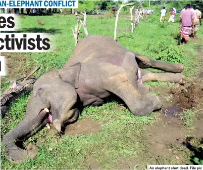  ??  ?? An elephant shot dead. File pic