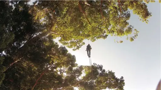  ??  ?? OUT OF HIS TREE: Arborist Leon Visser on his way to the top of South Africa’s biggest tree to determine its height.