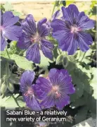  ??  ?? Sabani Blue – a relatively new variety of Geranium