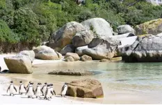  ??  ?? AFRICAN penguins at Boulders Beach in Simon’s Town.