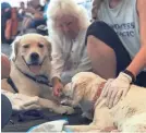  ?? TAMPA INTERNATIO­NAL AIRPORT ?? Service dog Eleanor Rigby, right, gave birth to eight puppies in a gate area at Tampa Internatio­nal Airport.