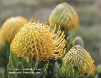  ??  ?? This protea is called a pincushion, because that’s what it looks like!
