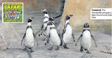  ??  ?? Comical The Humboldt penguins at Blair Drummond Safari Park